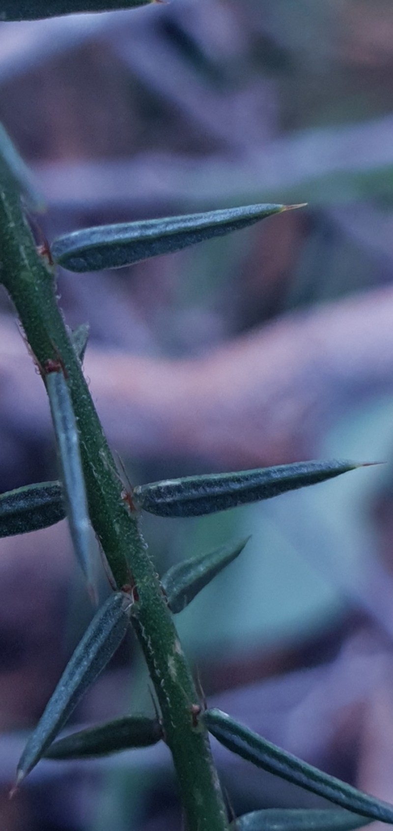 Acacia uliginosa photo 2