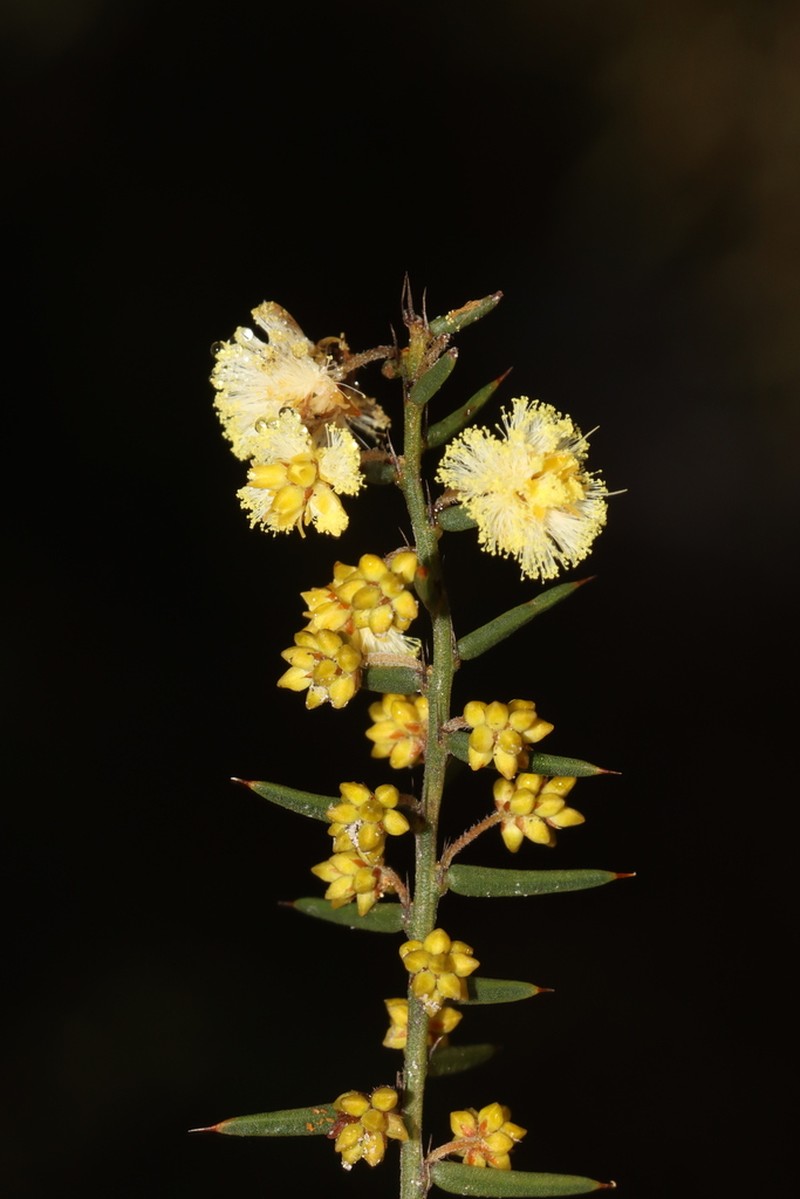 Acacia uliginosa photo 3