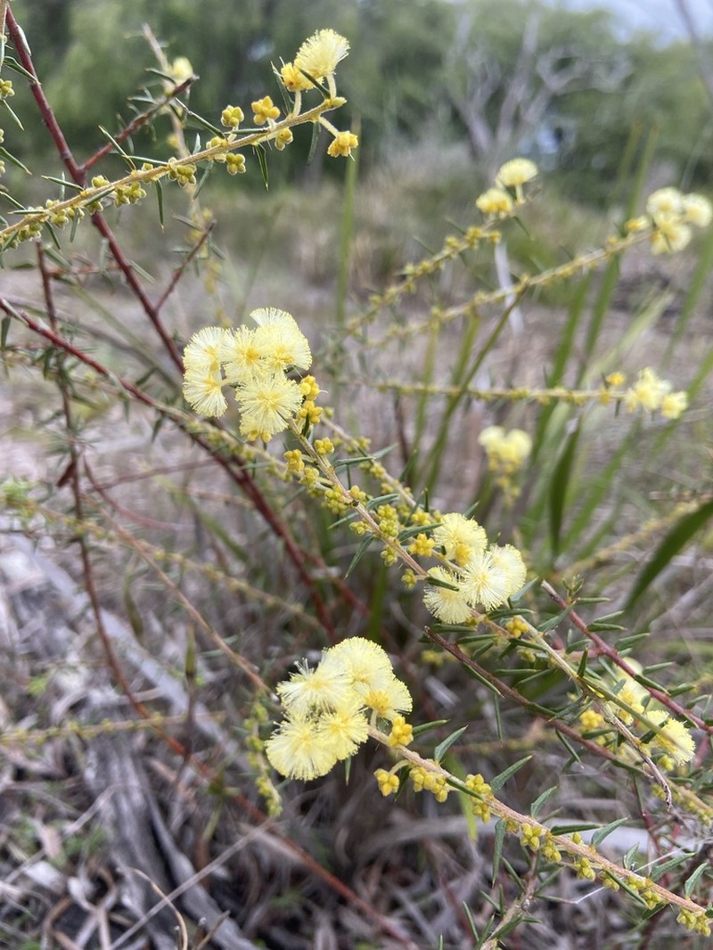 Acacia uliginosa photo 4