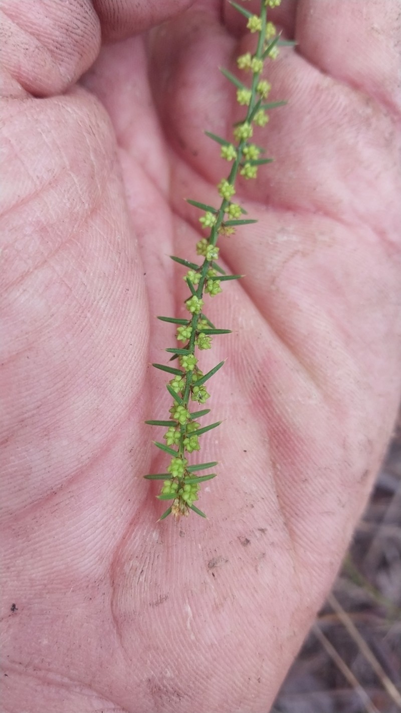 Acacia uliginosa photo 5