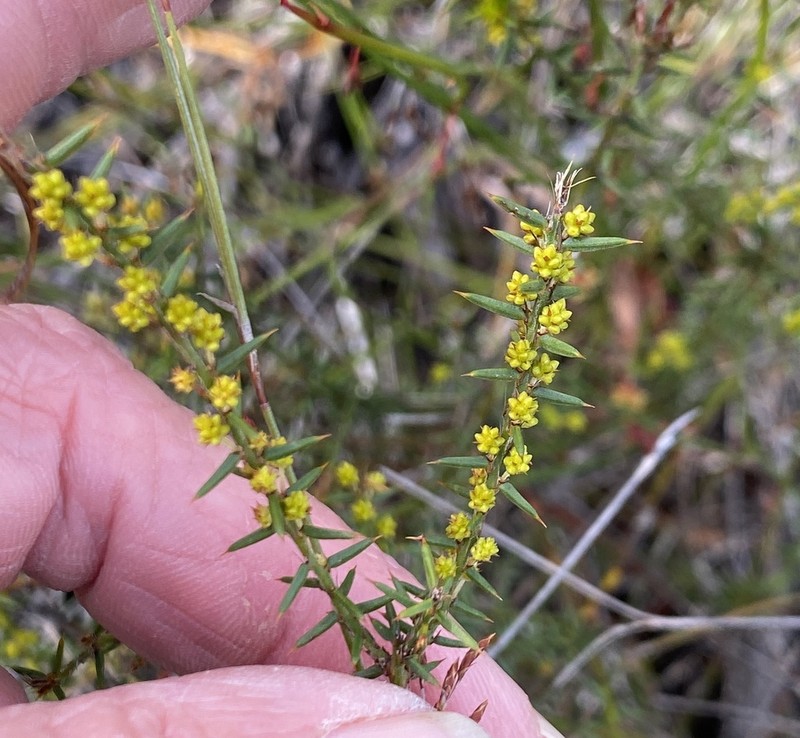 Acacia uliginosa photo 8