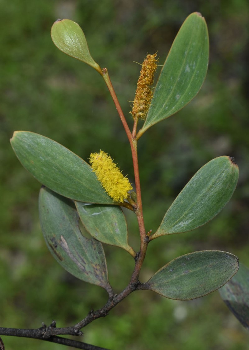 Acacia umbellata photo 2