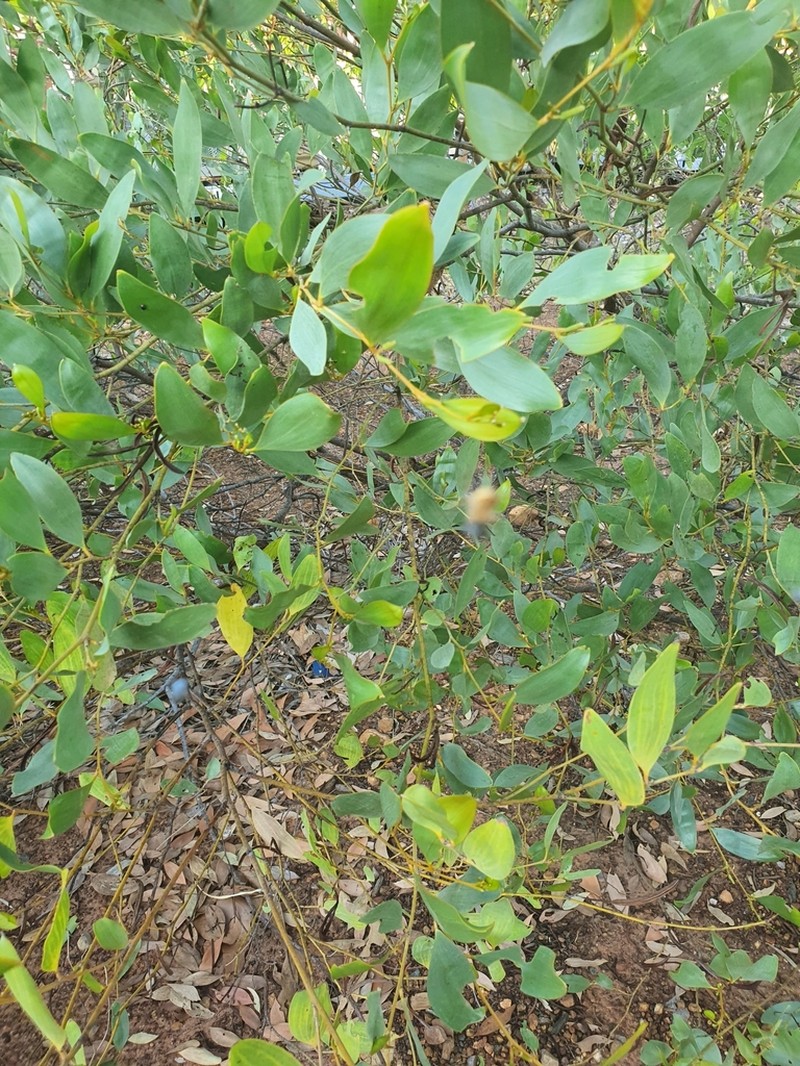 Acacia umbellata photo 4