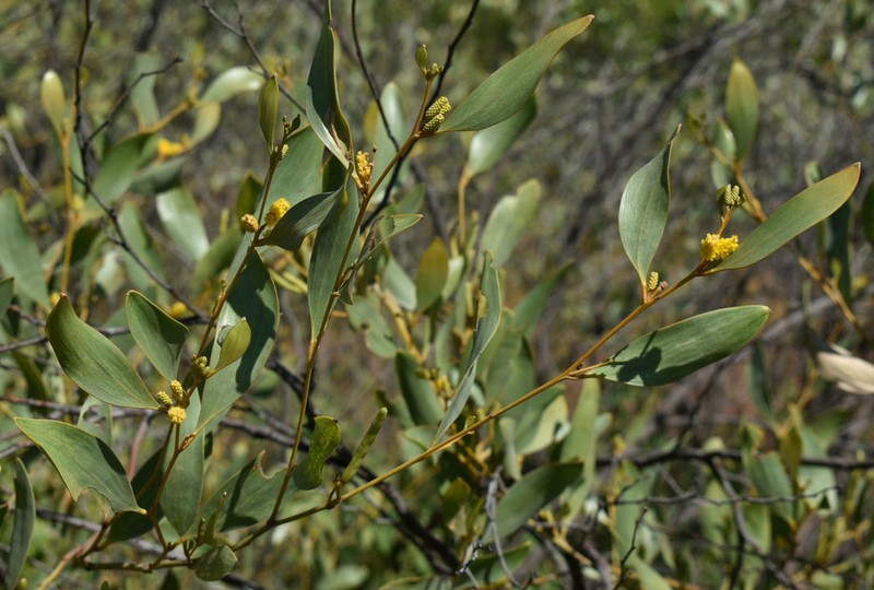 Acacia umbellata photo 5