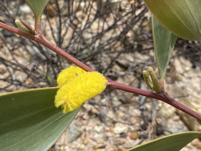 Acacia umbellata photo 6