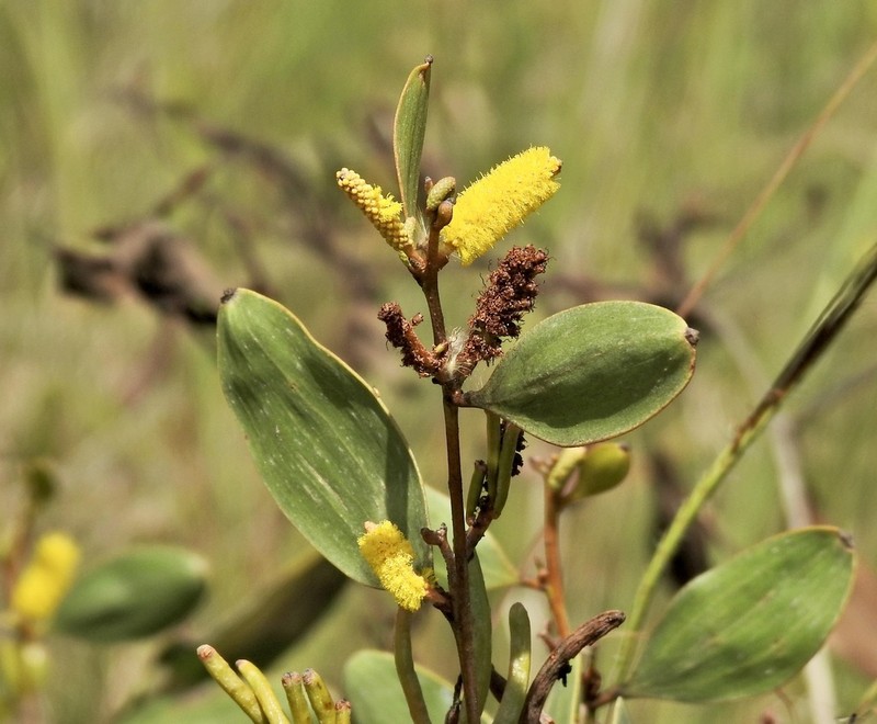 Acacia umbellata photo 7