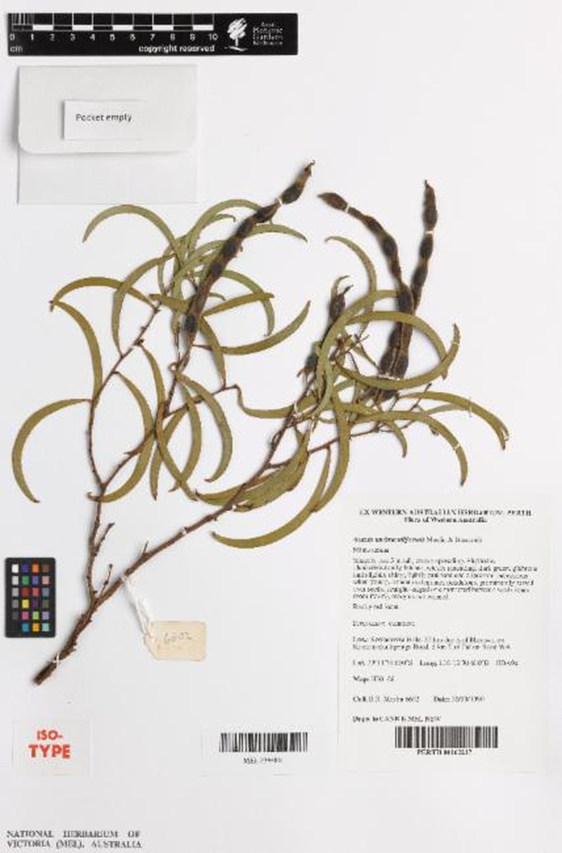 Acacia umbraculiformis photo 4