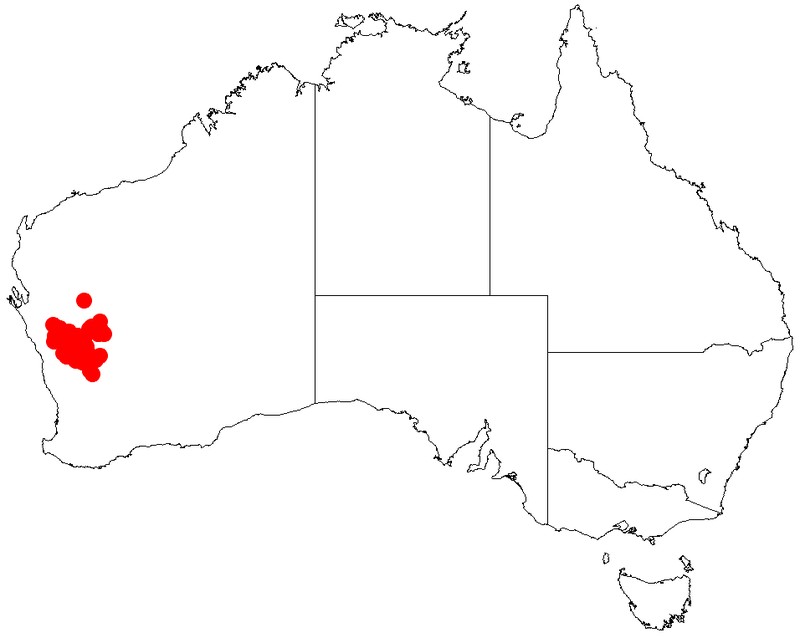 Acacia umbraculiformis