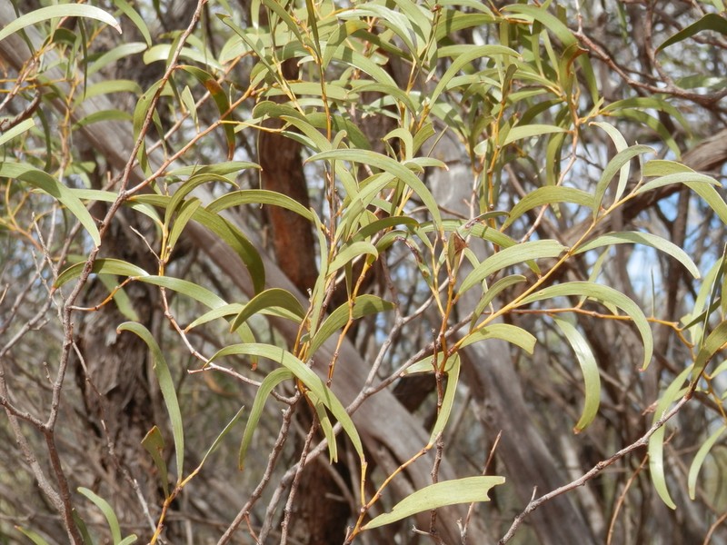 Acacia umbraculiformis photo 2