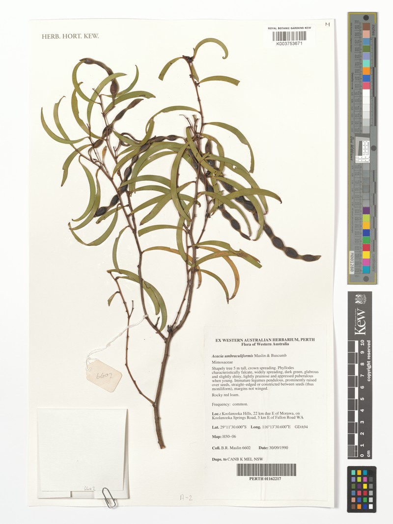 Acacia umbraculiformis photo 3