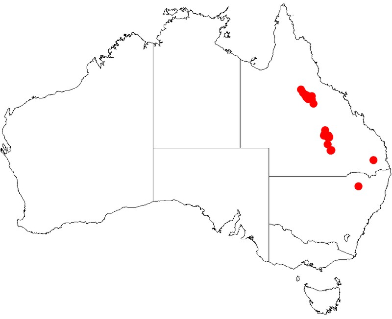 Acacia uncifera
