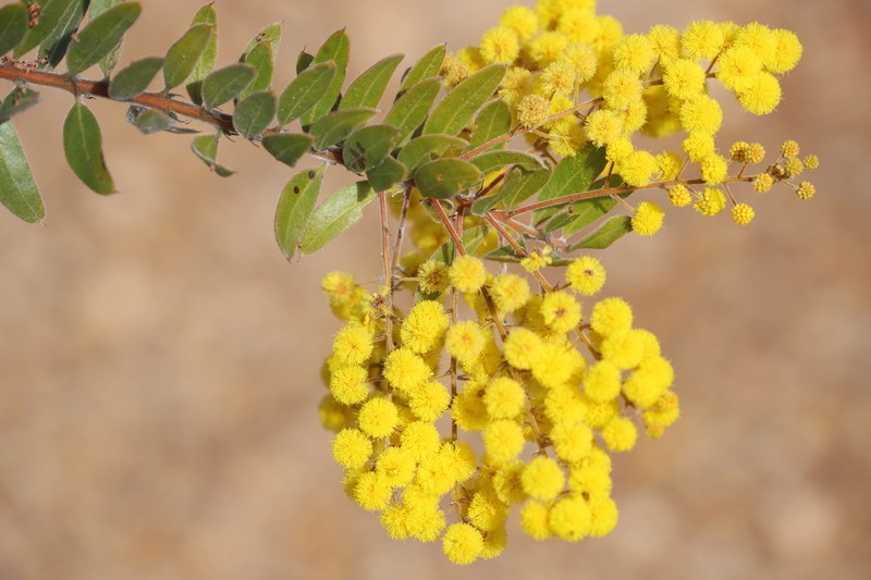 Acacia uncifera photo 2