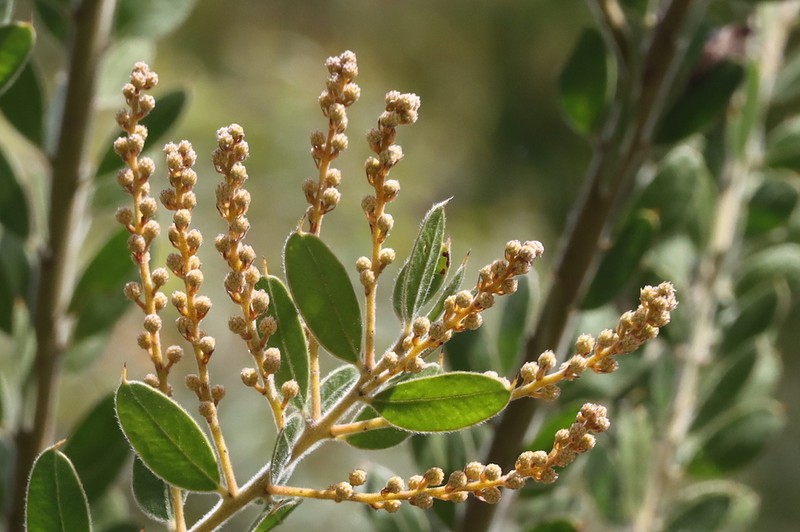 Acacia uncifera photo 3