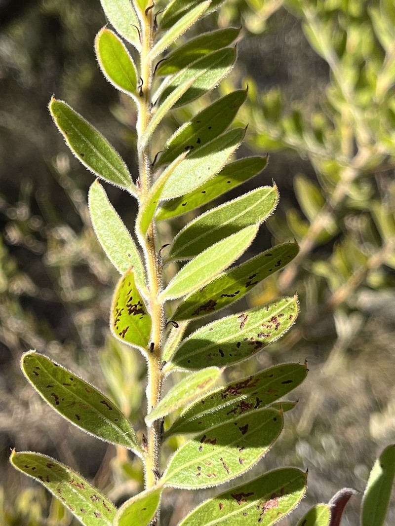 Acacia uncifera photo 4