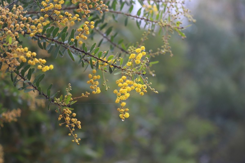 Acacia uncifera photo 5