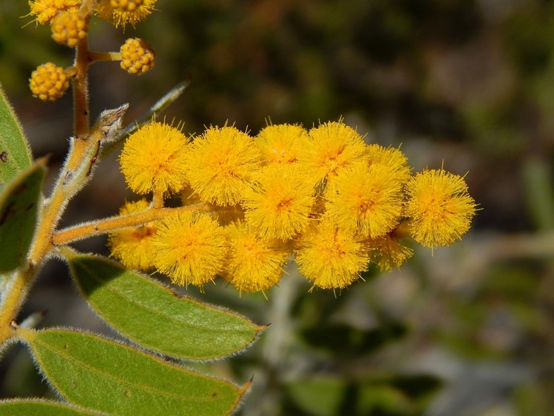 Acacia uncifera photo 6