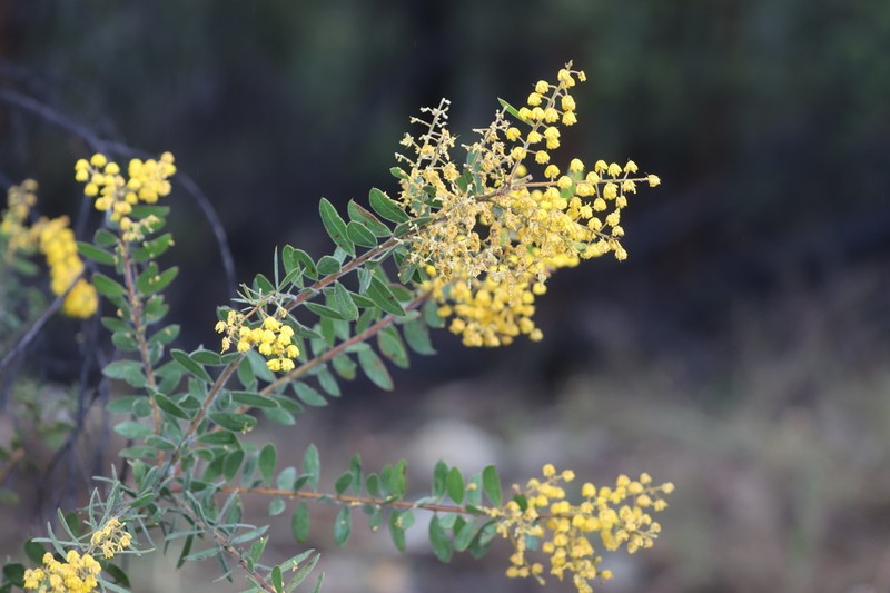 Acacia uncifera photo 7