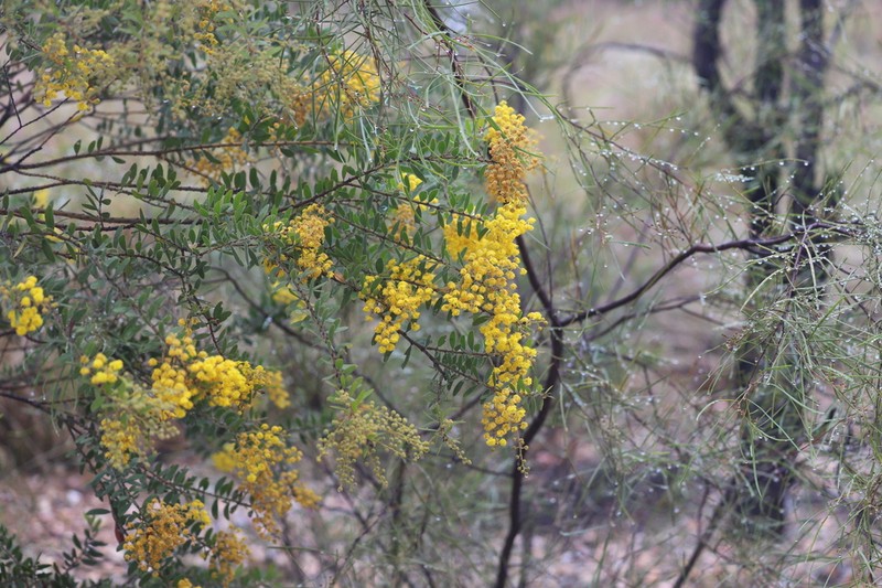 Acacia uncifera photo 8
