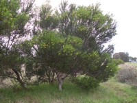 Acacia uncifolia