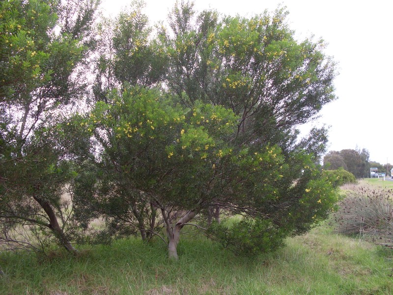 Acacia uncifolia