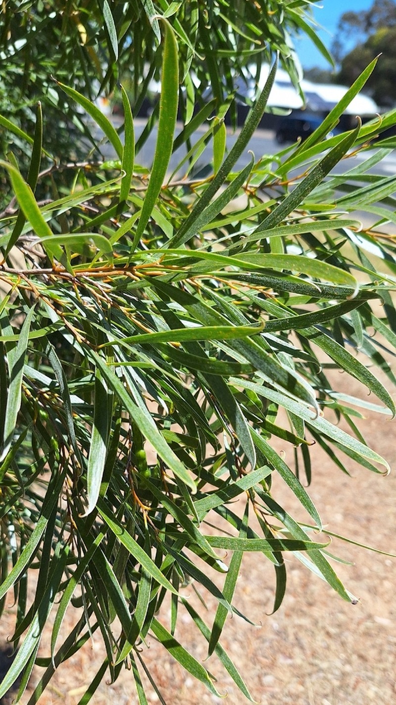 Acacia uncifolia photo 2