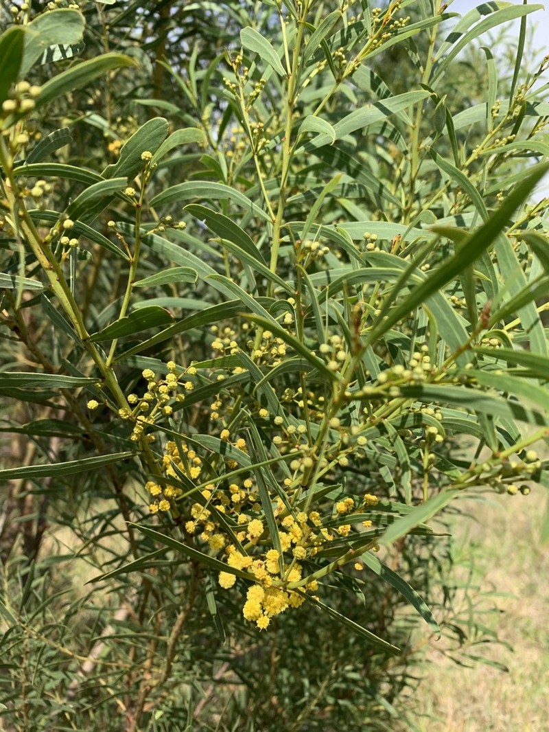 Acacia uncifolia photo 3