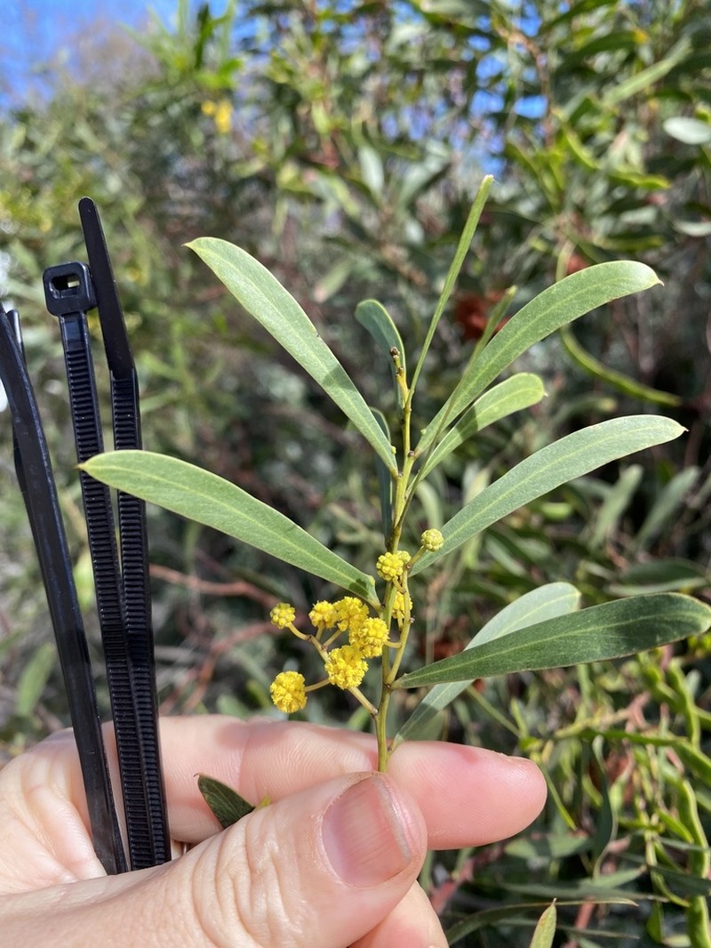 Acacia uncifolia photo 5