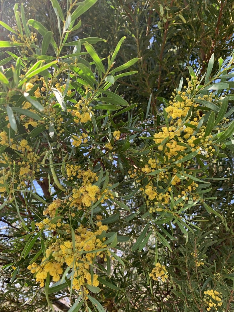 Acacia uncifolia photo 6