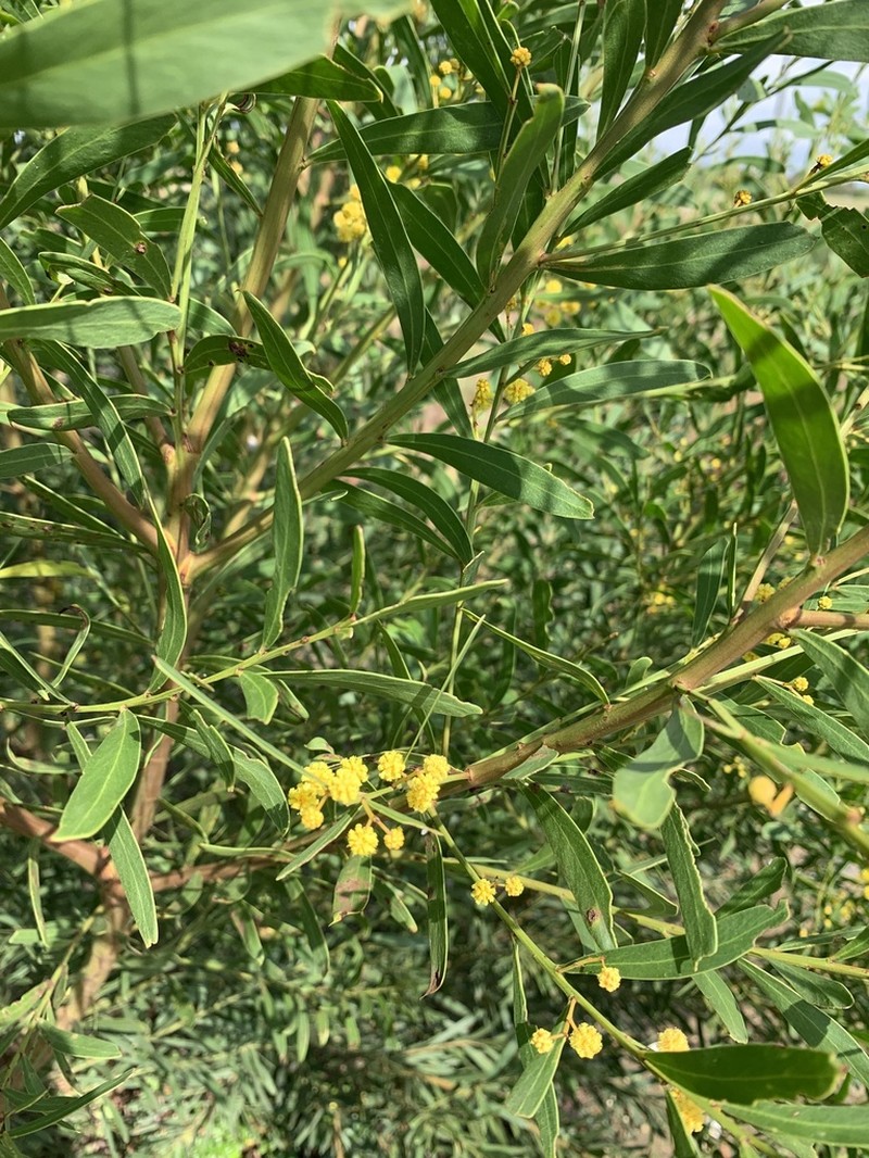 Acacia uncifolia photo 7
