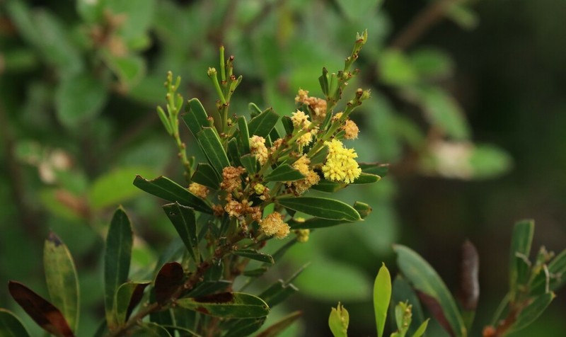 Acacia uncifolia photo 8
