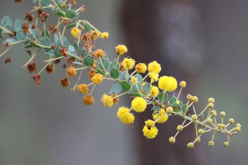 Acacia uncinata