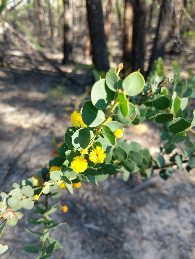 Acacia uncinata photo 2