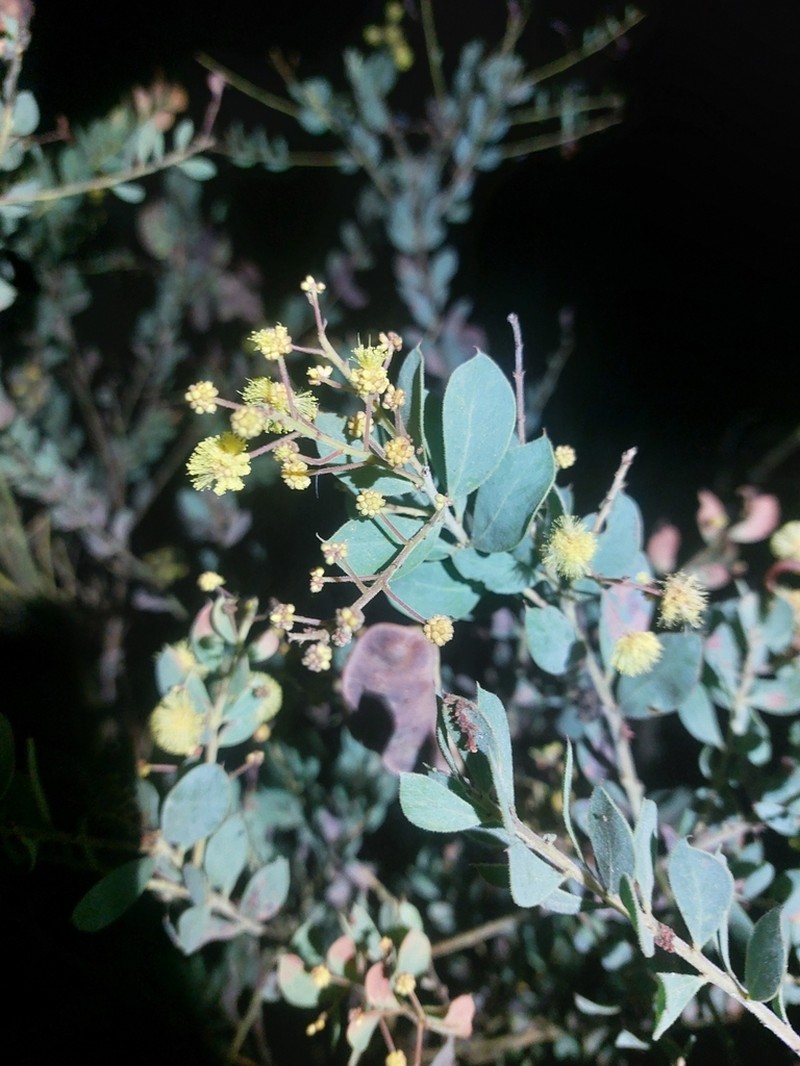 Acacia uncinata photo 3