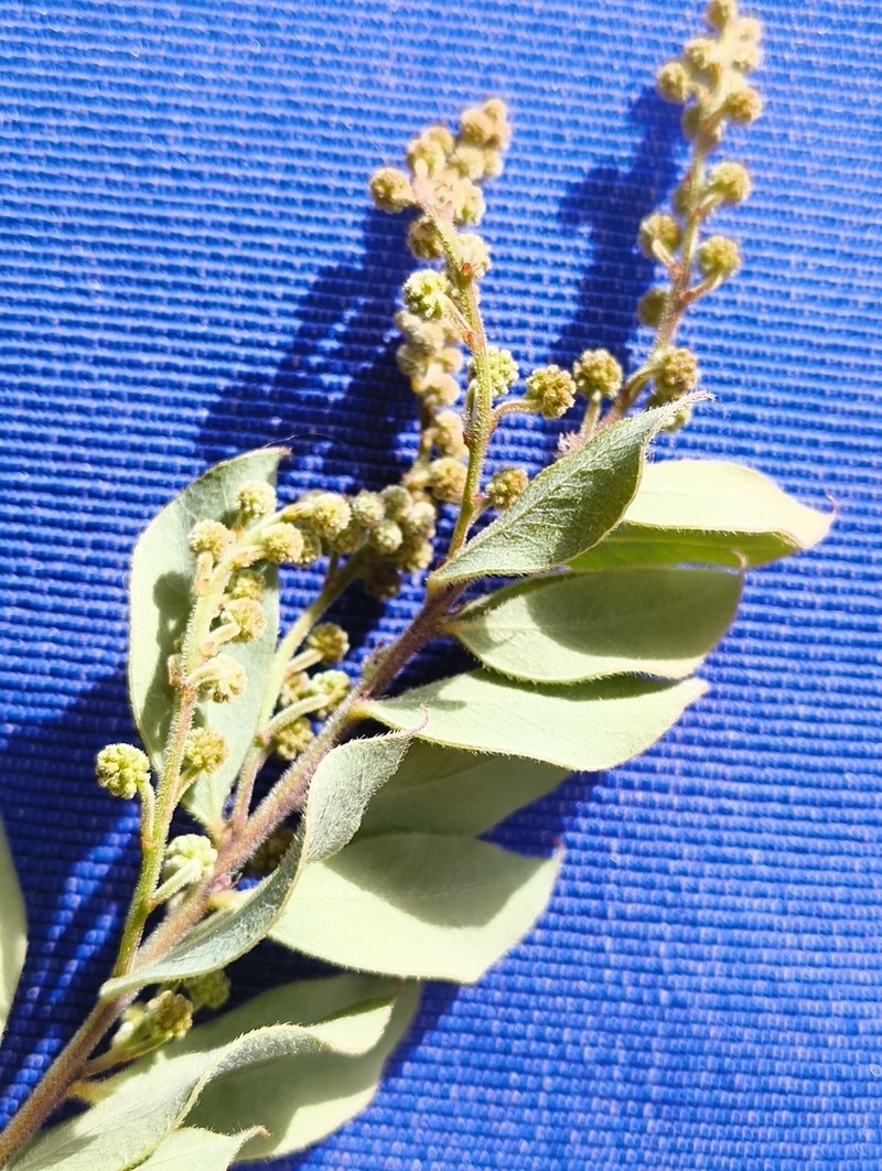 Acacia uncinata photo 4