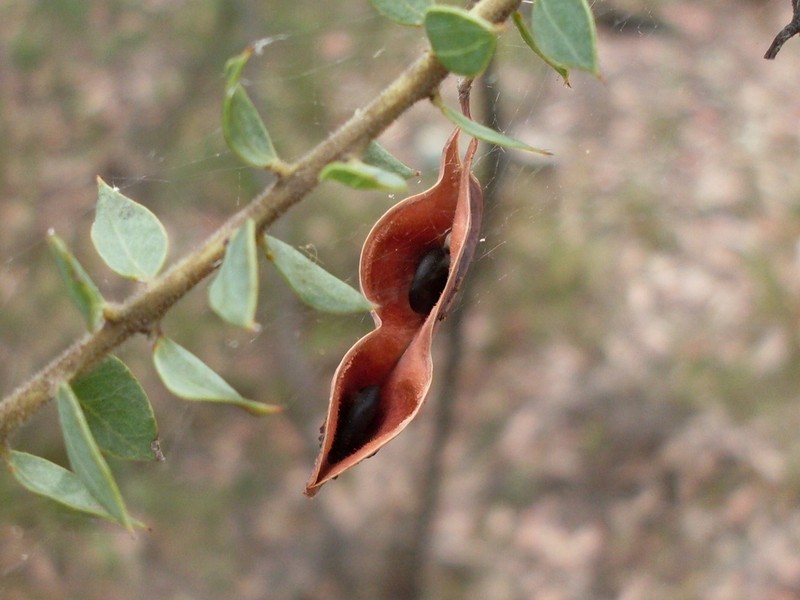 Acacia uncinata photo 5
