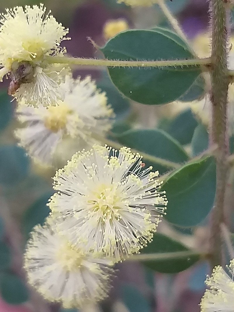 Acacia uncinata photo 6