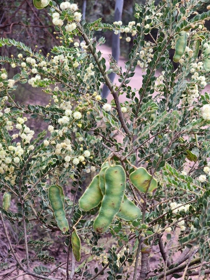 Acacia uncinata photo 7