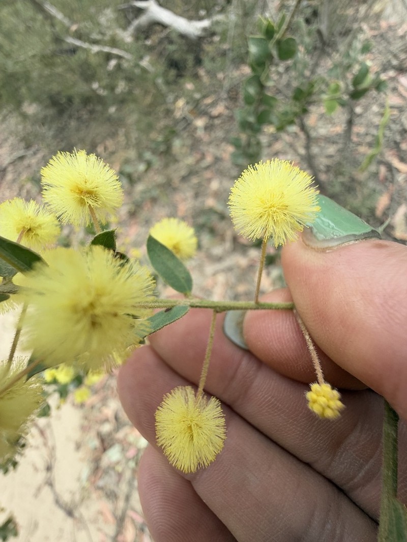 Acacia uncinata photo 8