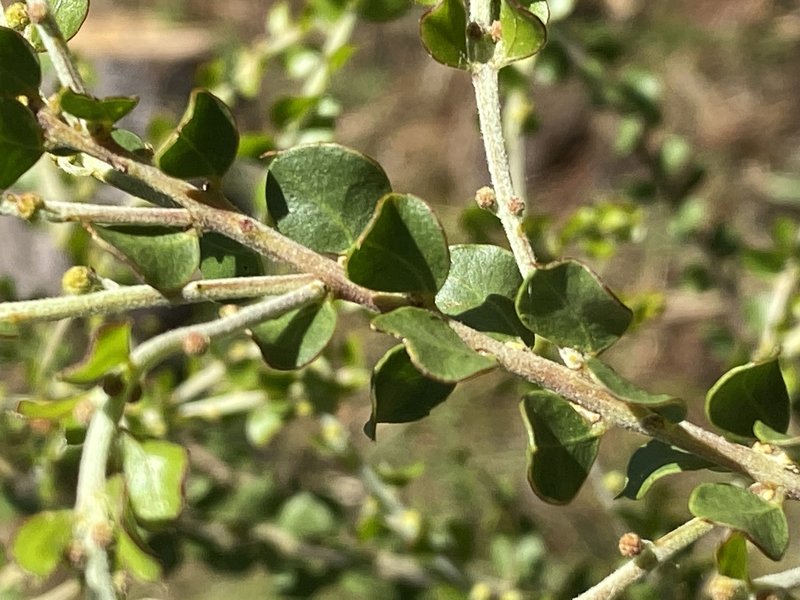 Acacia uncinata