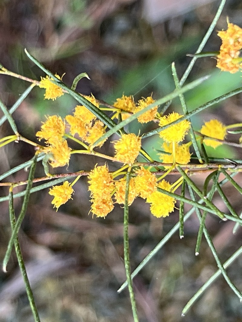 Acacia uncinella