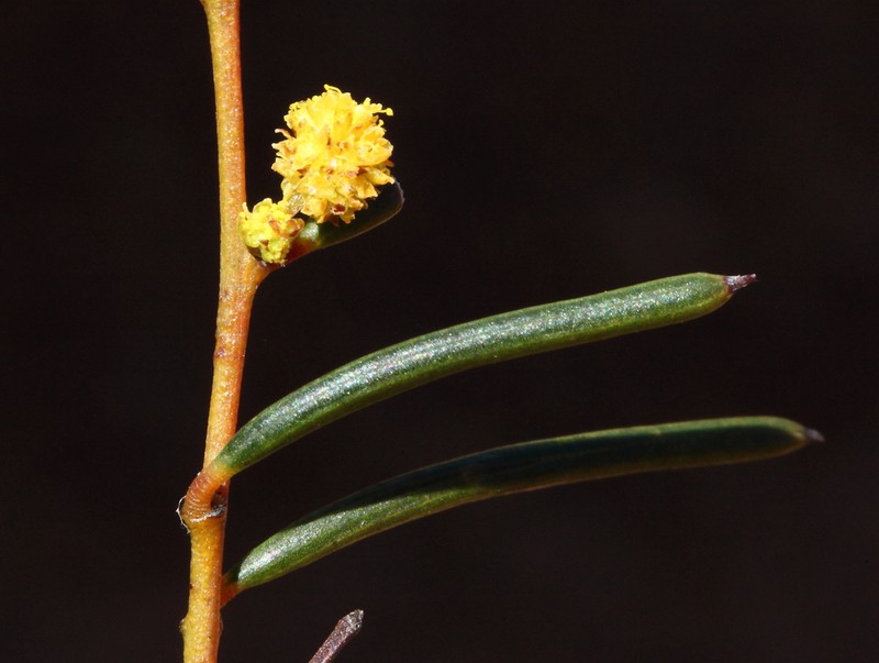 Acacia uncinella photo 2