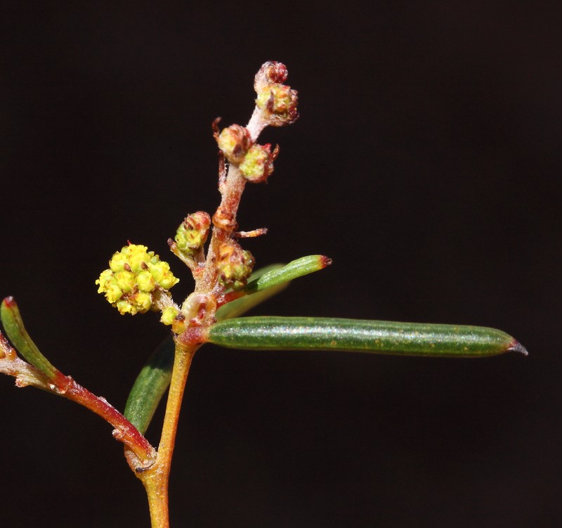 Acacia uncinella photo 3