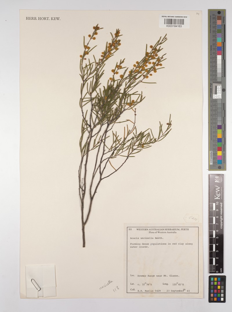 Acacia uncinella photo 4
