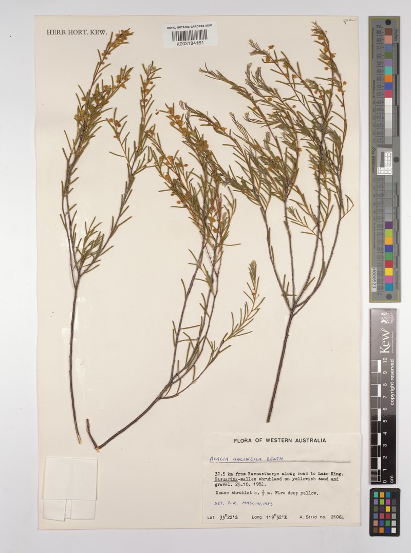 Acacia uncinella photo 5