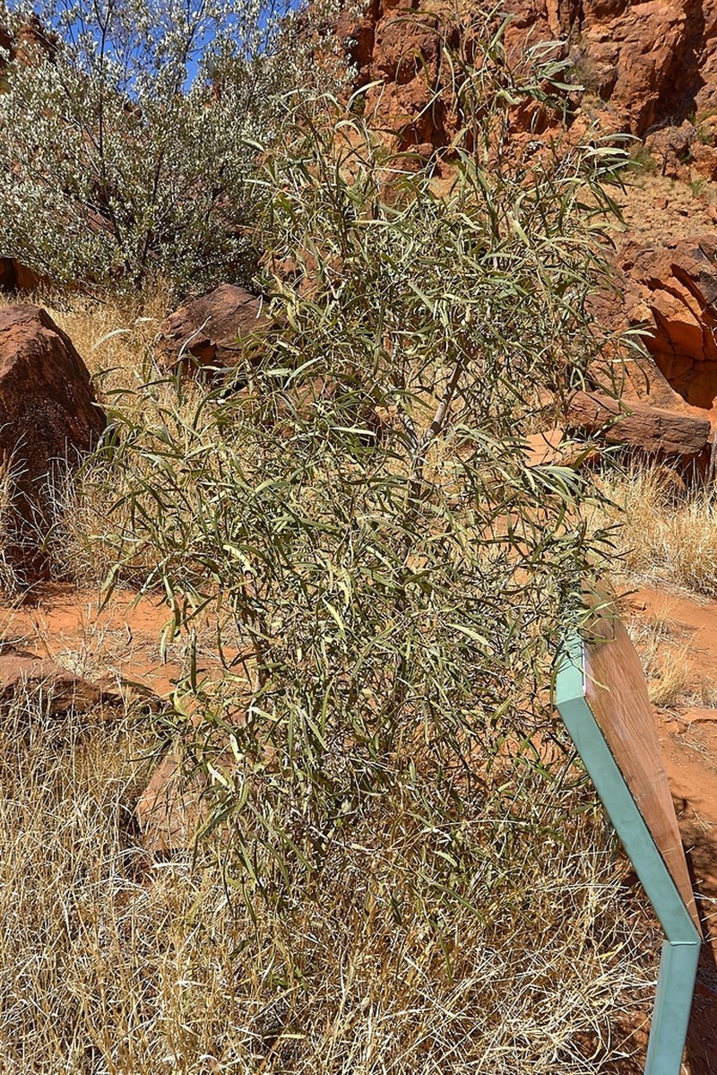 Acacia undoolyana photo 3