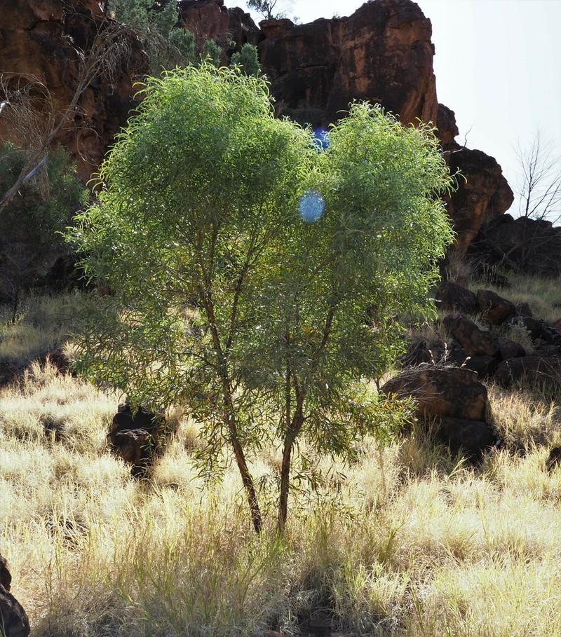 Acacia undoolyana photo 4