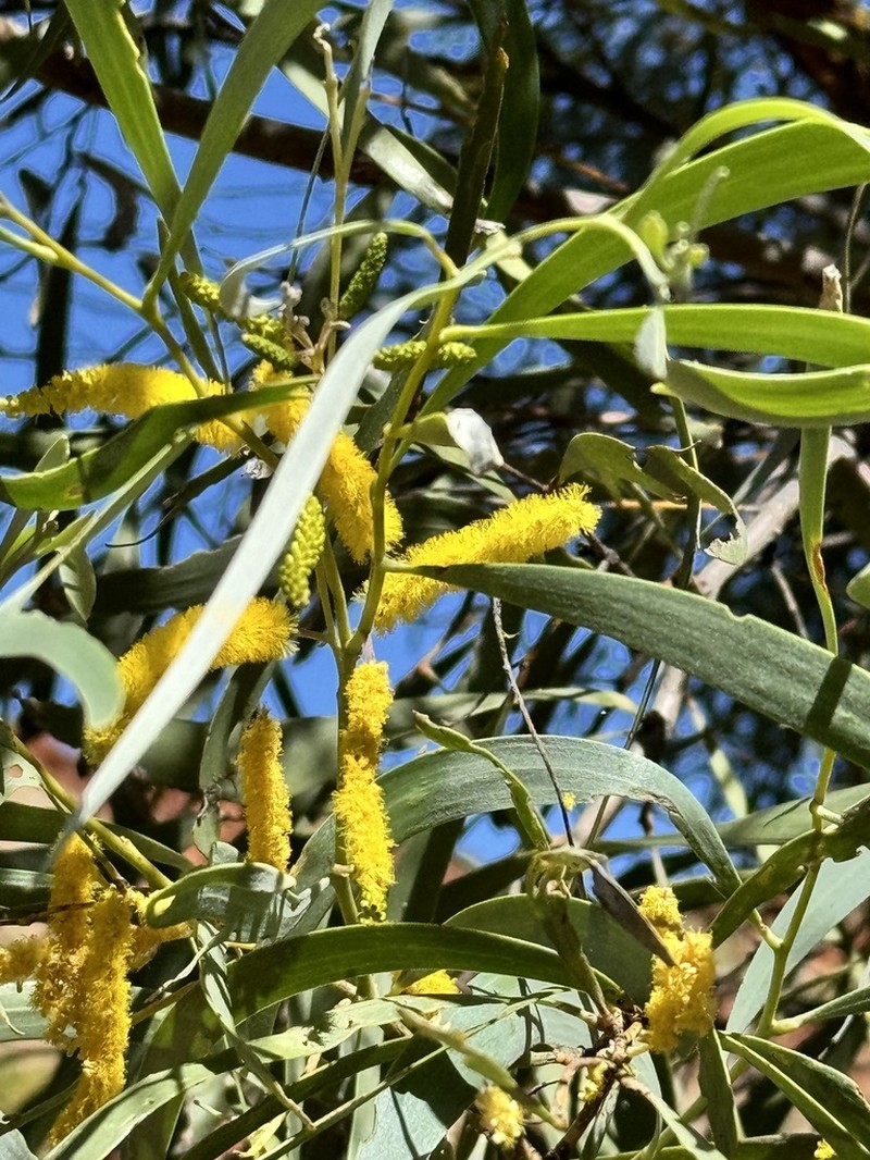 Acacia undoolyana photo 5