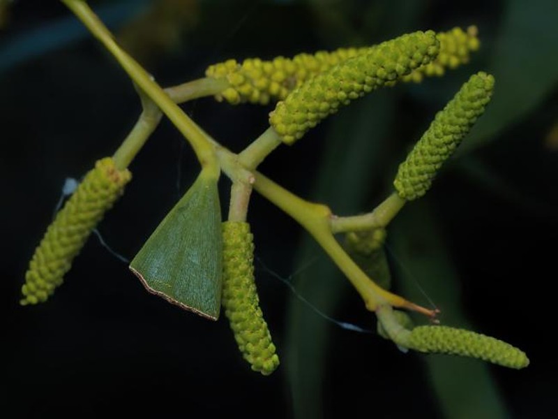 Acacia undoolyana photo 6