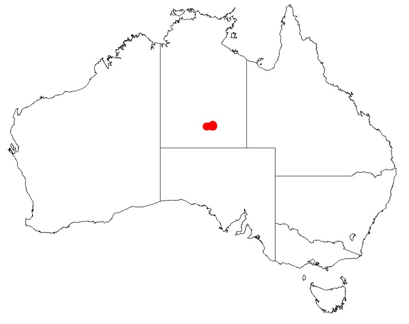 Acacia undoolyana