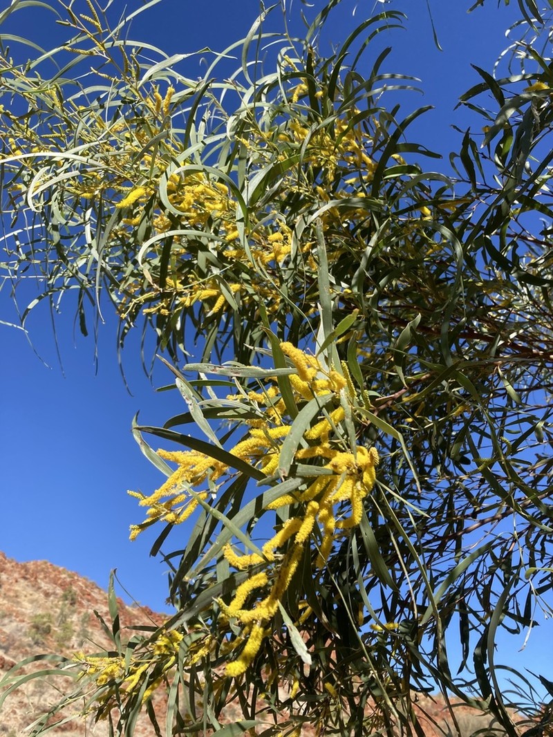 Acacia undoolyana photo 2